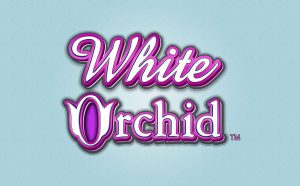 White Orchid Slot Guide & Review for Gamers Online